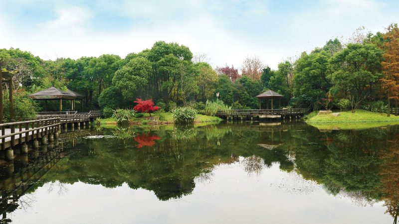别墅花园四季常绿，如何挑选植物？**