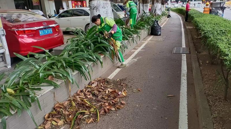 广东道路绿化常用乔木种类解析**