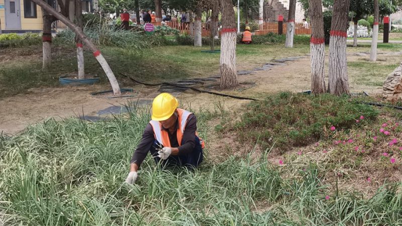 道路绿化工程验收：标准流程与关键要点