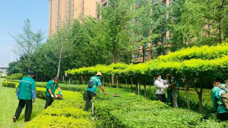 商场花卉租摆：光鲜背后的成本与隐忧